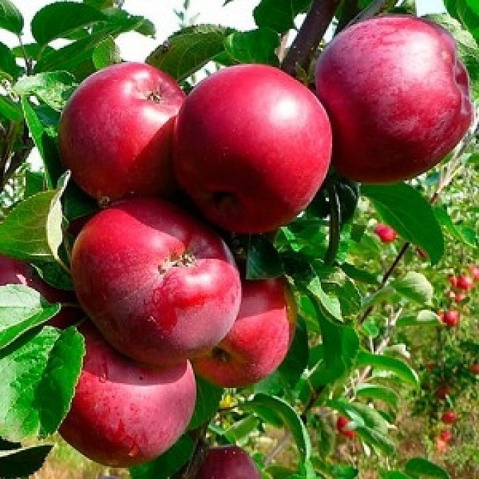 Яблоня Спартан (2года)